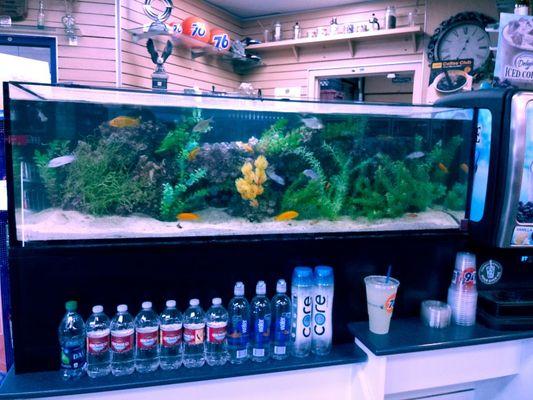 Cichlid tank