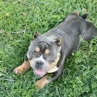 Exotic Bully Konnect