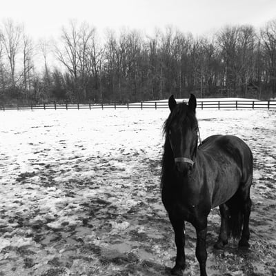 Resident stallion, our Friesian Leonidas