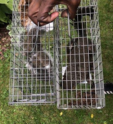 Squirrels on their way to a  welcoming space to thrive in!