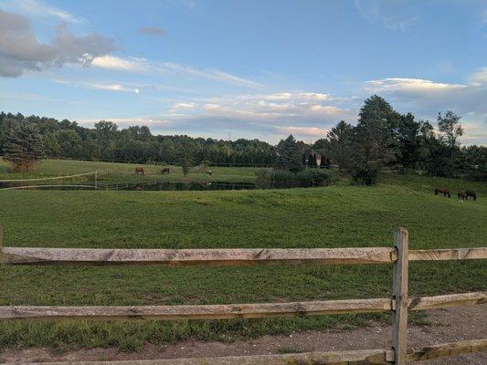 So much property for them to explore and look at that grass