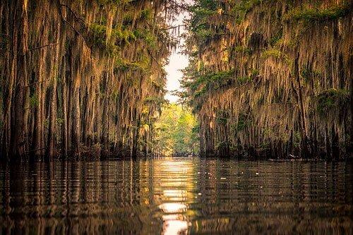 Caddo Lake Bayou Tours