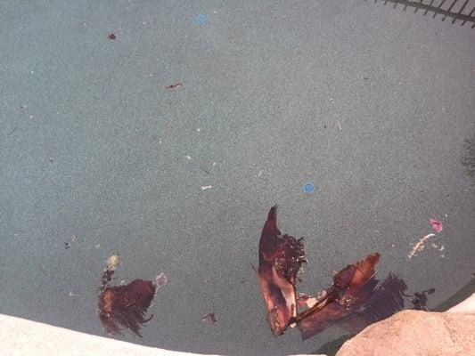 Pool debris