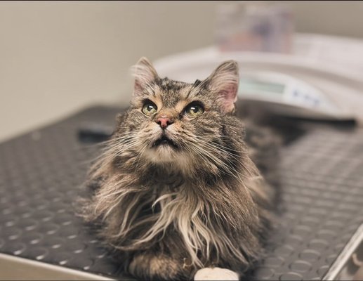 Maine Coon Frankie