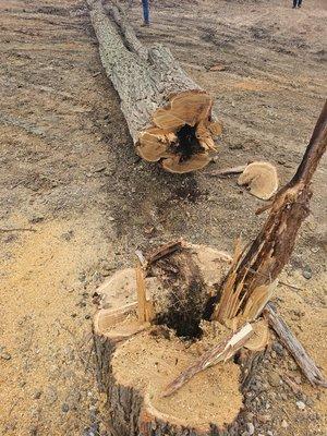 Tree Removal