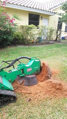 Grass Cat Tree & Lawn Service