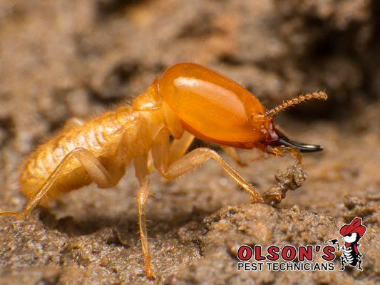 Olson's Pest Technicians