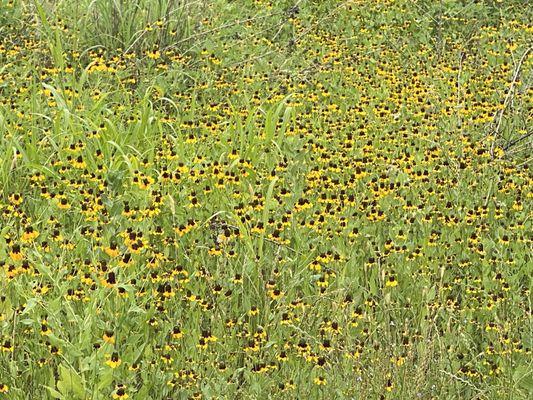 Wild Flowers  of Viridian