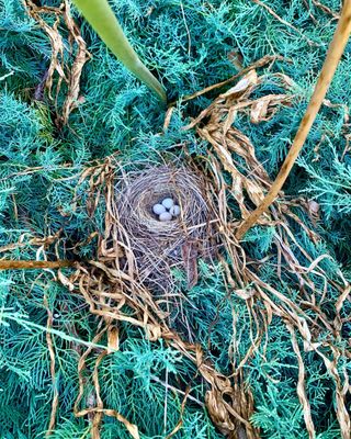 The Birders Nest