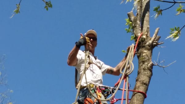 This was where we had to remove the entire tree.