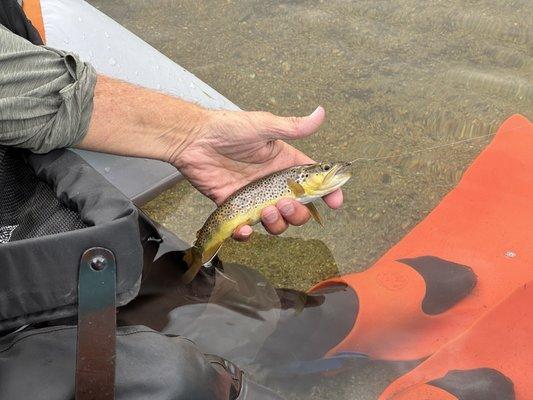 One of the near 20 fish that we caught. Brows, brooks and rainbows!