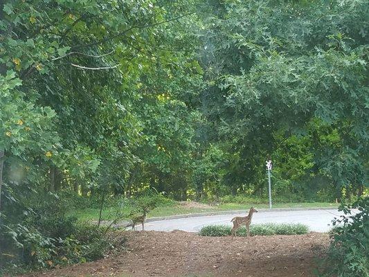 Saw two baby deer yesterday in my backyard