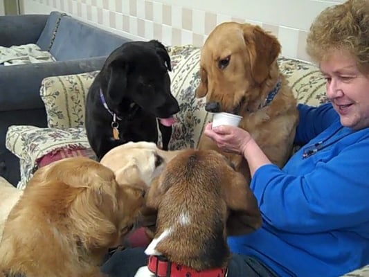 Duggy the golden enjoys a birthday treat