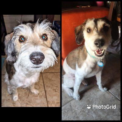 Girasol before and after the groomers