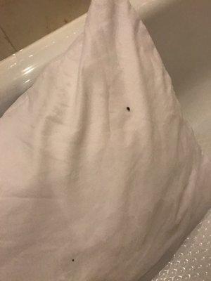 BED BUGS!!!! BED BUGS!!!