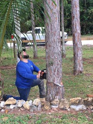 Professional Tree Trimmers