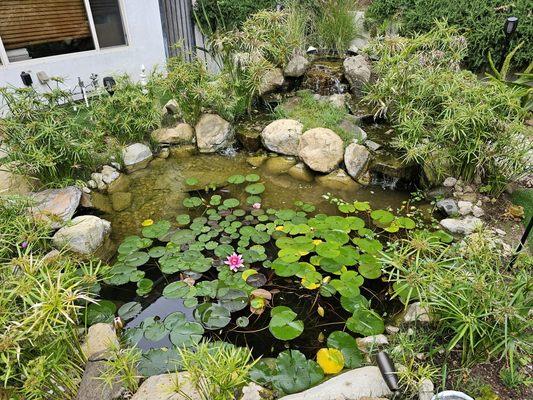 Lilly pond with fish