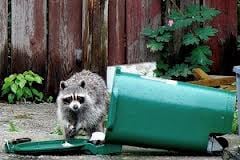 East Coast Wildlife Removal - Wildlife removal services in Jacksonville and Duval county areas