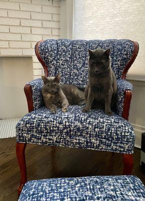 2 grey cats on a blue and white wing chair