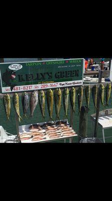 Today's catch 8/11/17. Mangrove snapper, tilefish, blackfin tuna & plenty of Mahi Mahi.