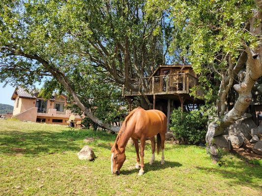 Danish warmblood horses roam freely around the property - here grazing under the tree house