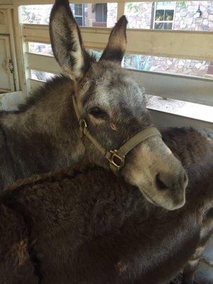 Emergency Donkey rescue.