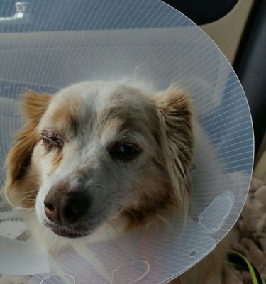 Leo leaving the vet with his cone head.