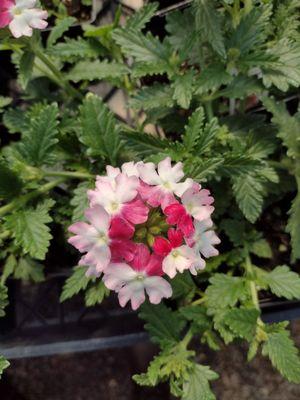 Lanai Twister Red Verbena