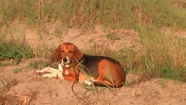 Our dog loved sleeping on the dunes at A17