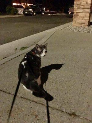 Henry enjoys walks with Joyce