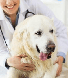 Granite Bay Veterinarian Medical Center Hospital that provides preventative, medical, surgical, dental, and hospitalized care for your pets