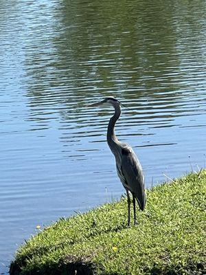 Great blue heron