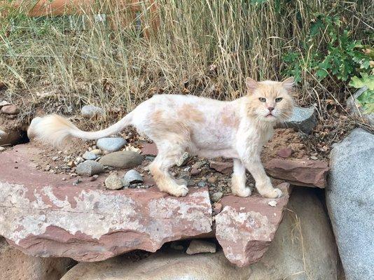 Oliver Twist before his mysterious accident, with a fresh lion haircut.