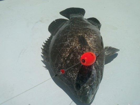 Tripletail caught with Best Popping Cork designed by Captain Mark Noble