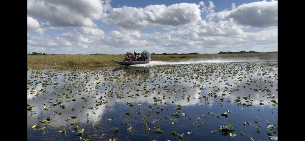 Buffalo Tiger Airboat Tours