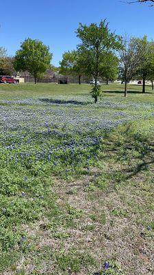 Closer view of the bluebonnets. They are the Texas state flower.