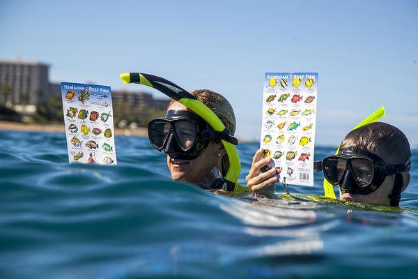 Snorkeling to Puu Kekaa