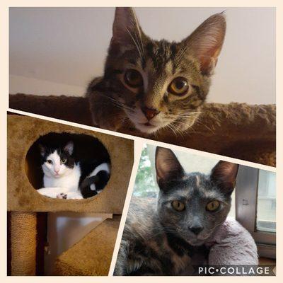 My 3 fur babies, Lucy, Mushu and Belle