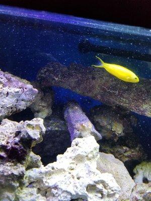 A captive bred Canary blenny!