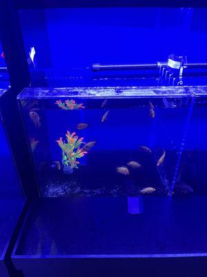 Freshwater tank