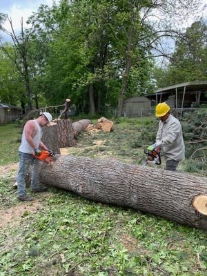 Tree removal