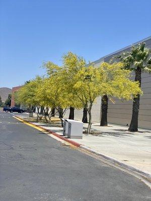 Yellow, fluffy, summer trees with the side of palm trees