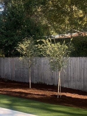 Add a touch of the Mediterranean to your Carolina environment with fruiting olive trees.