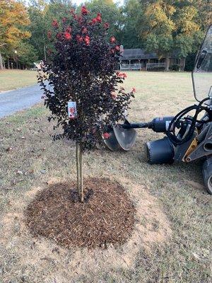 Tree installation