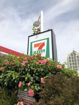 Hibiscus around 7-ELEVEN/76 signage