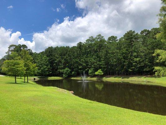 Gator pond