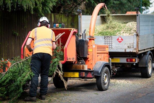 Washington DC Tree Service