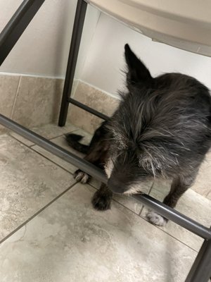 my dog hiding under the chair after his nail clipping