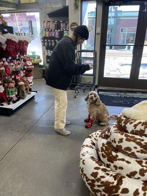 Rocket learning to like his booties.. staff is wonderful