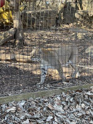 Bobcat